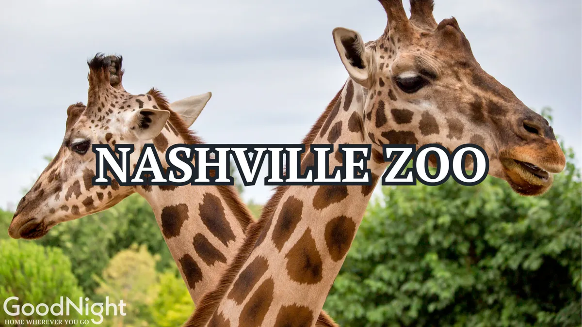 A lively scene at the Nashville Zoo, featuring giraffes amidst lush greenery. The animals are easily visible, creating a sense of discovery and excitement perfect for family outings. The mood is joyful, capturing the wonder of wildlife experiences for all ages.